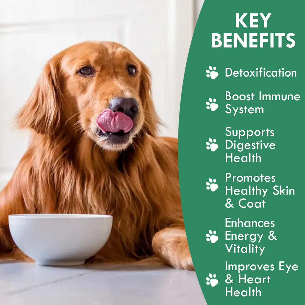 Holistic Bin canine chlorella tablets label detail emphasizes human-grade fermented chlorella and clean ingredients.