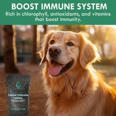 Holistic Bin canine chlorella tablets packaging highlights premium vegan greens for daily dog nutrition.