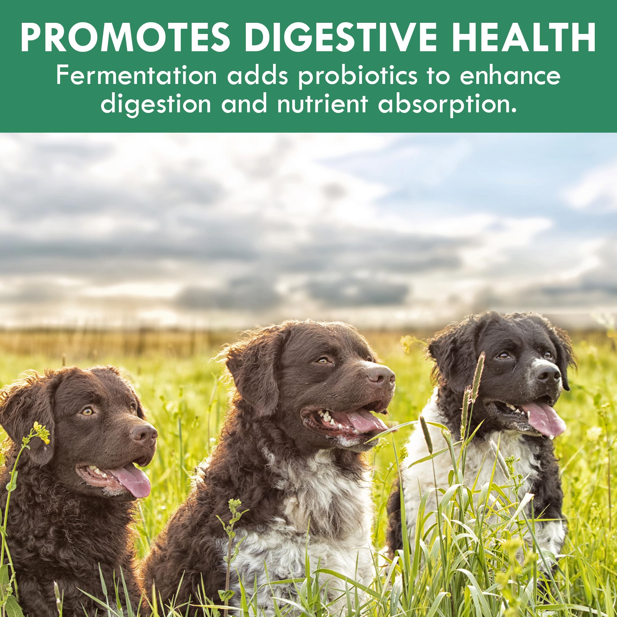 Holistic Bin serving-dog-food-mix shows powder blended into meals for daily care.