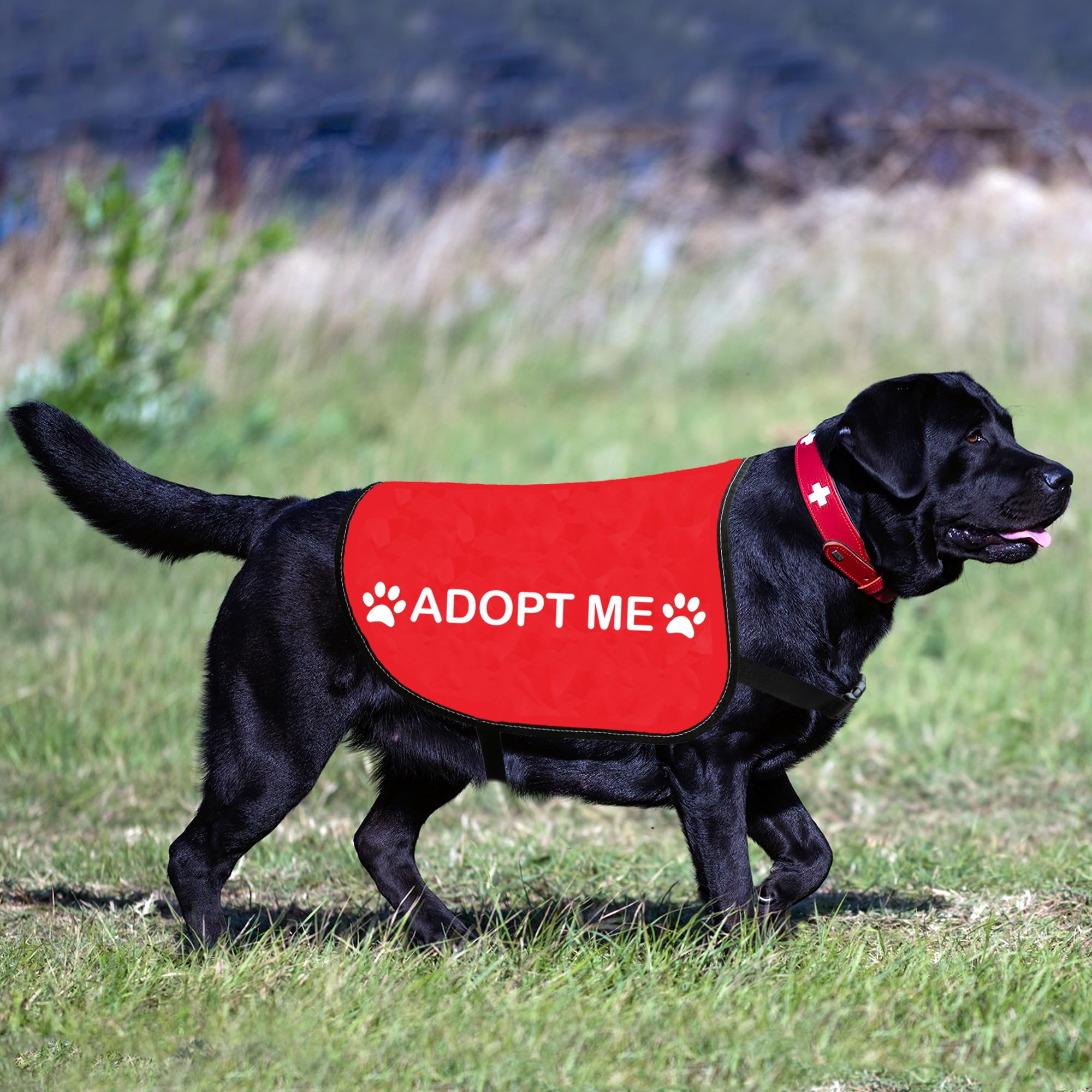 HOLLP Rescue Dog Jacket Adopt ME medium size demonstrates tailored fit on-dog.