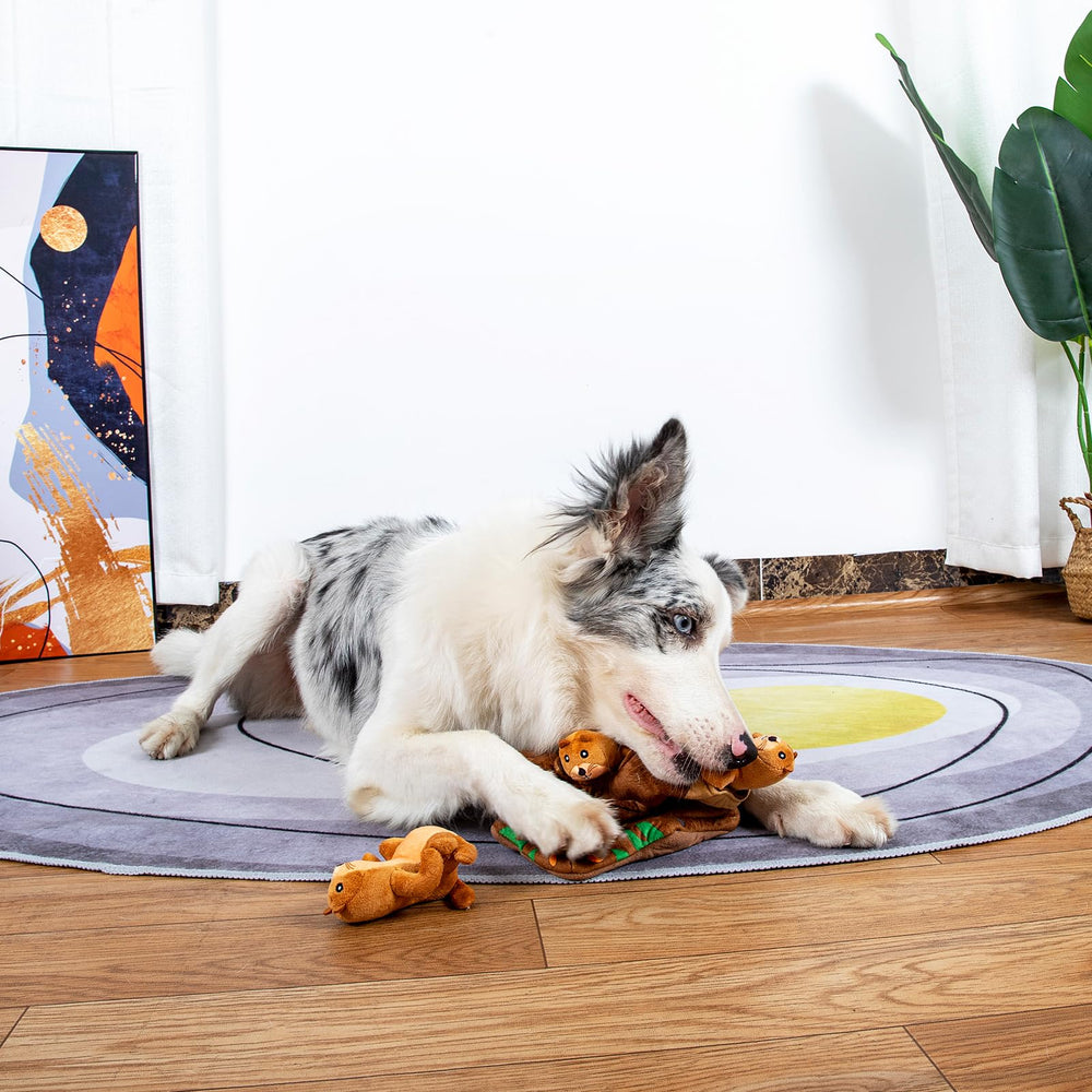 Hollypet three toy set ready for supervised training and exercise