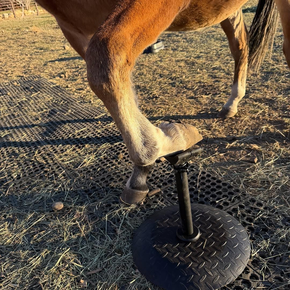 Homcare Horse Hoof Stand stable on different ground surfaces for reliable use.