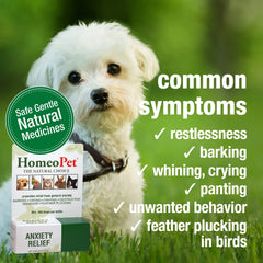 HomeoPet Anxiety Relief helps a cat feel calm and comfortable during stressful moments