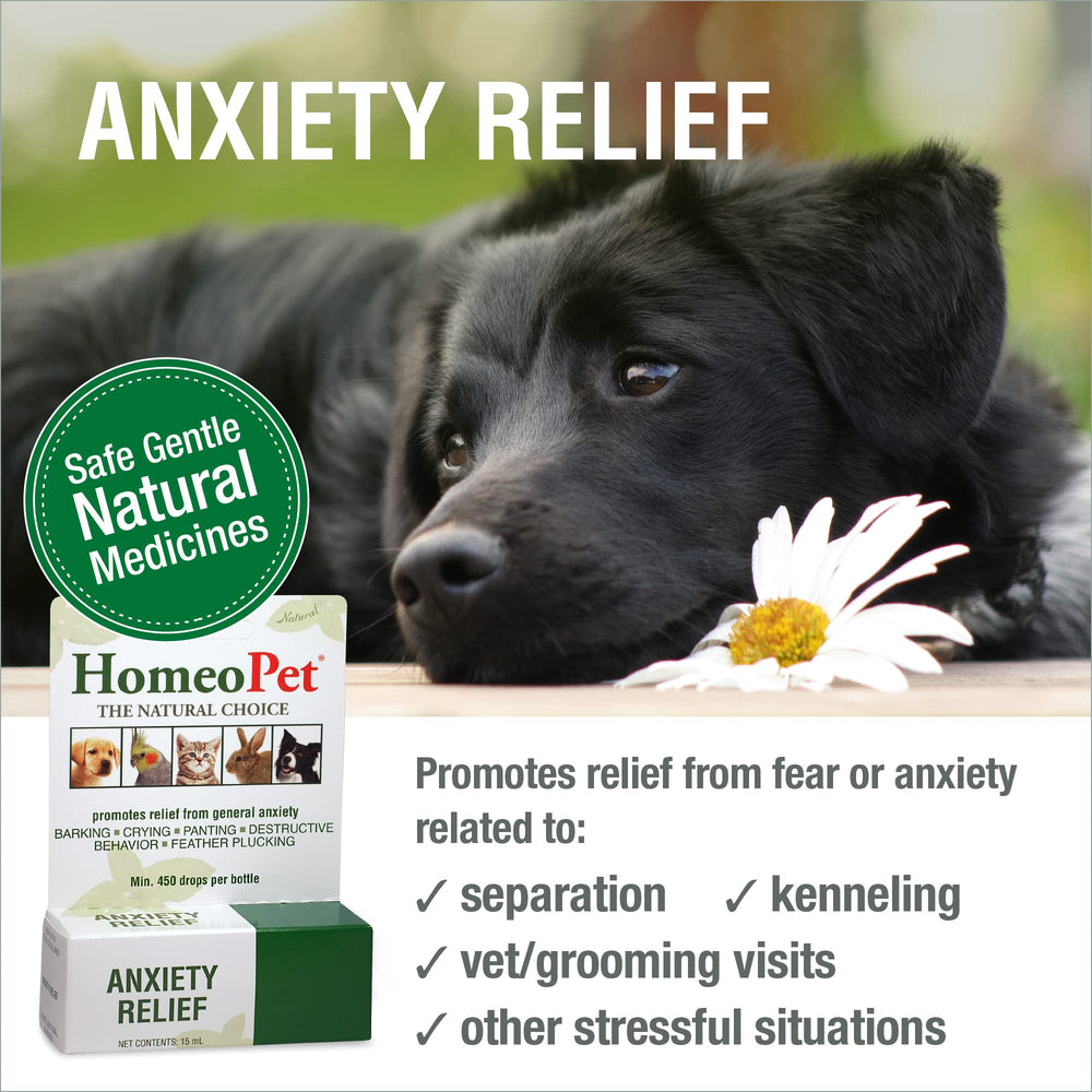 HomeoPet Anxiety Relief is dosed to a dog for calm, natural relief