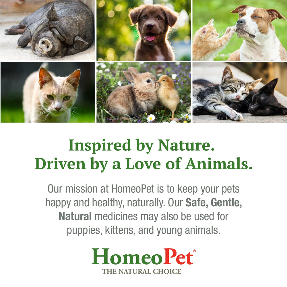 HomeoPet Feline Digestive Upsets packaging conveys safe trusted homeopathic formula.