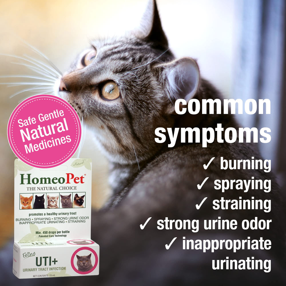 HomeoPet Feline UTI Plus dropper dispense—easy dosing for cats.