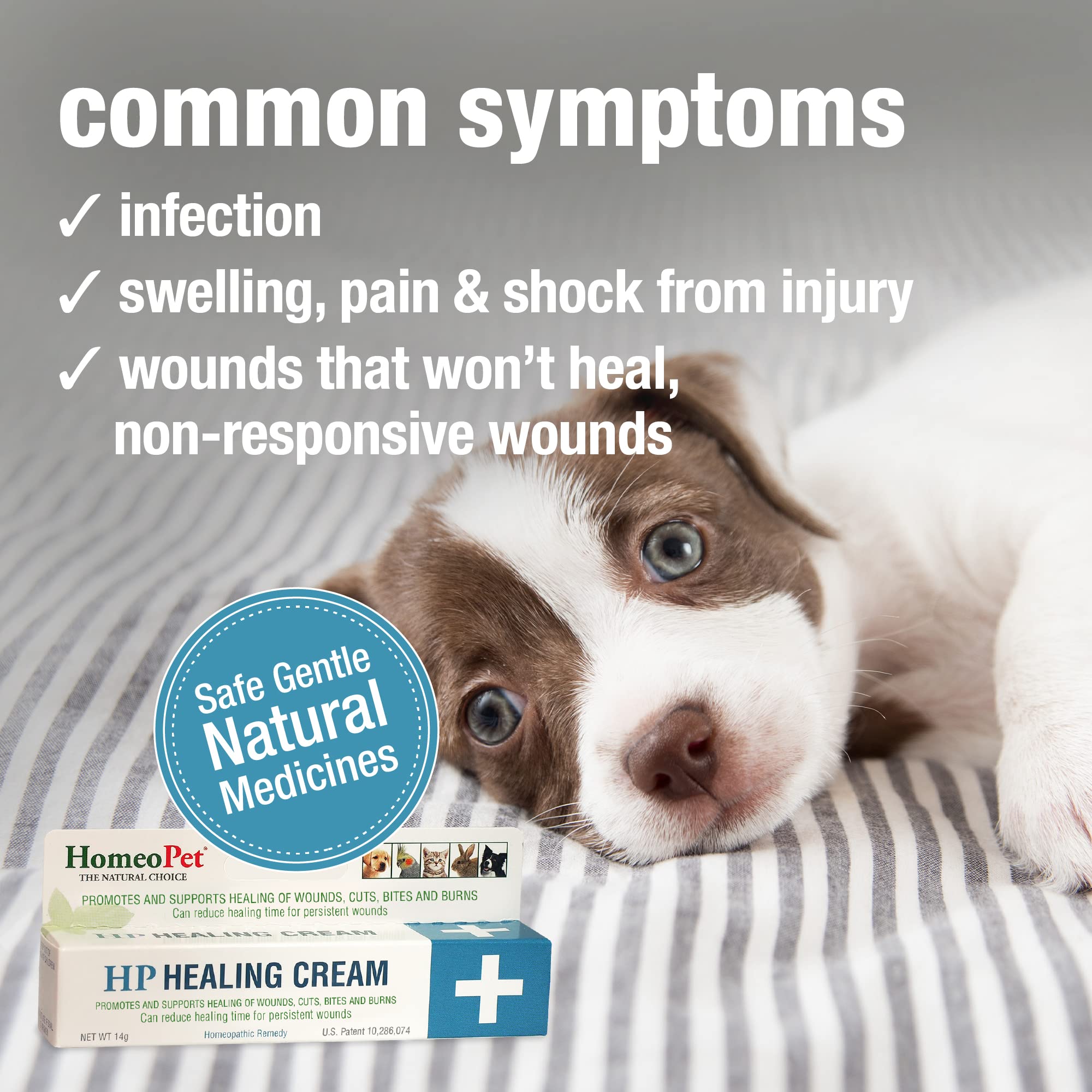 Cat wound treated with HomeoPet HP Healing Cream for safe use.