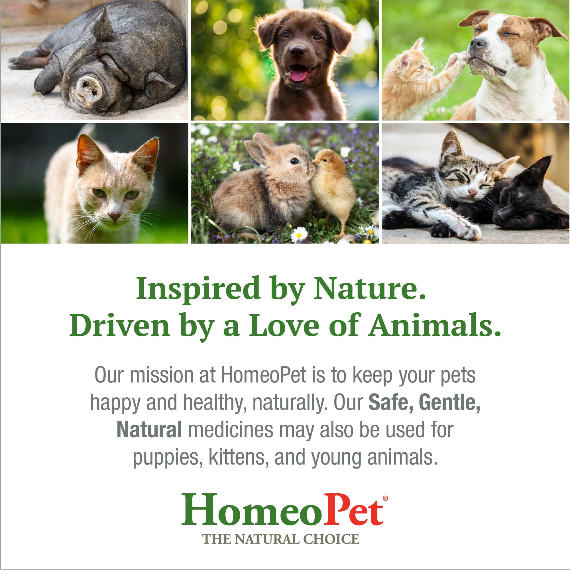 HomeoPet Skin and Itch 15ml bottle ready for at-home use