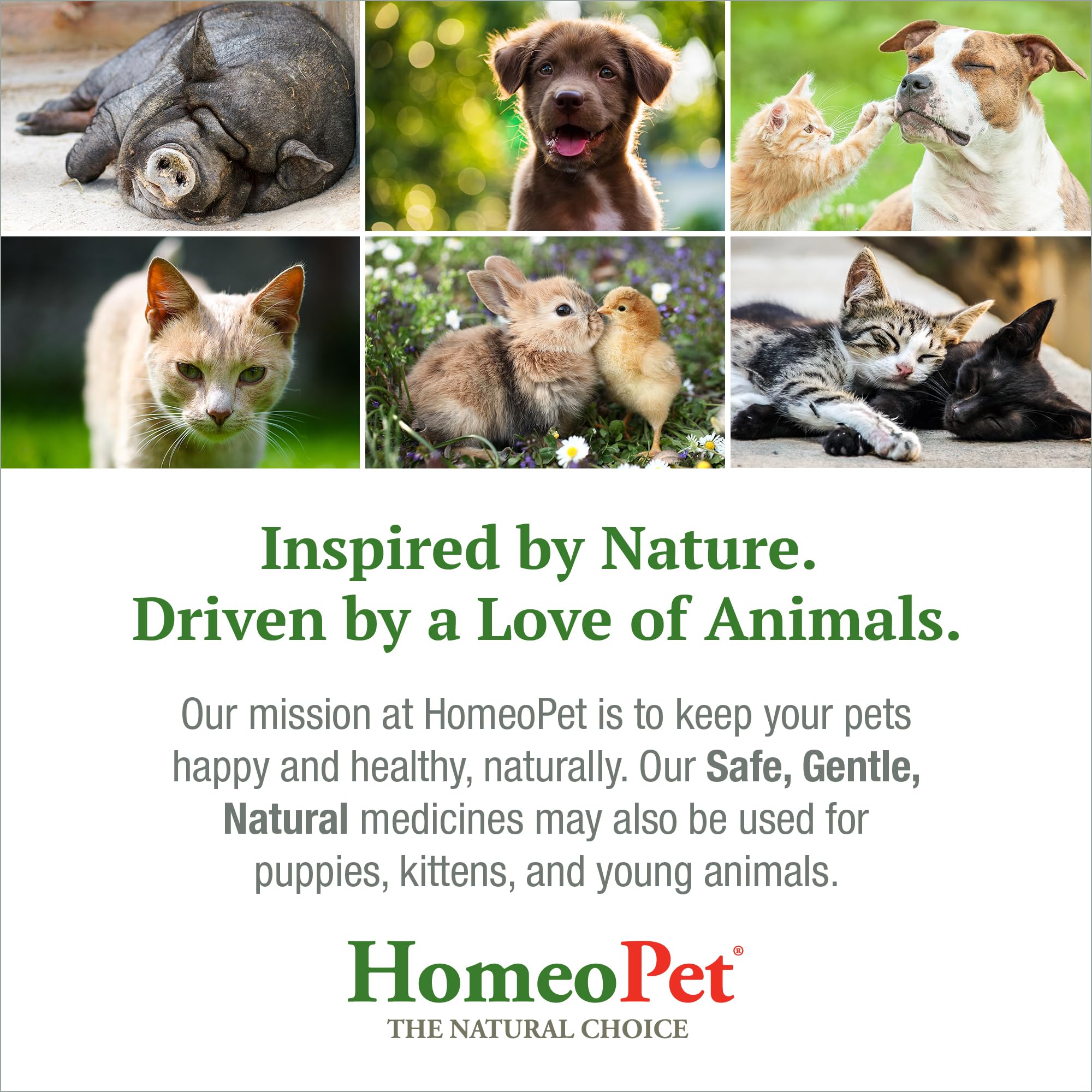 HomeoPet UTI+ opción natural para el cuidado diario.