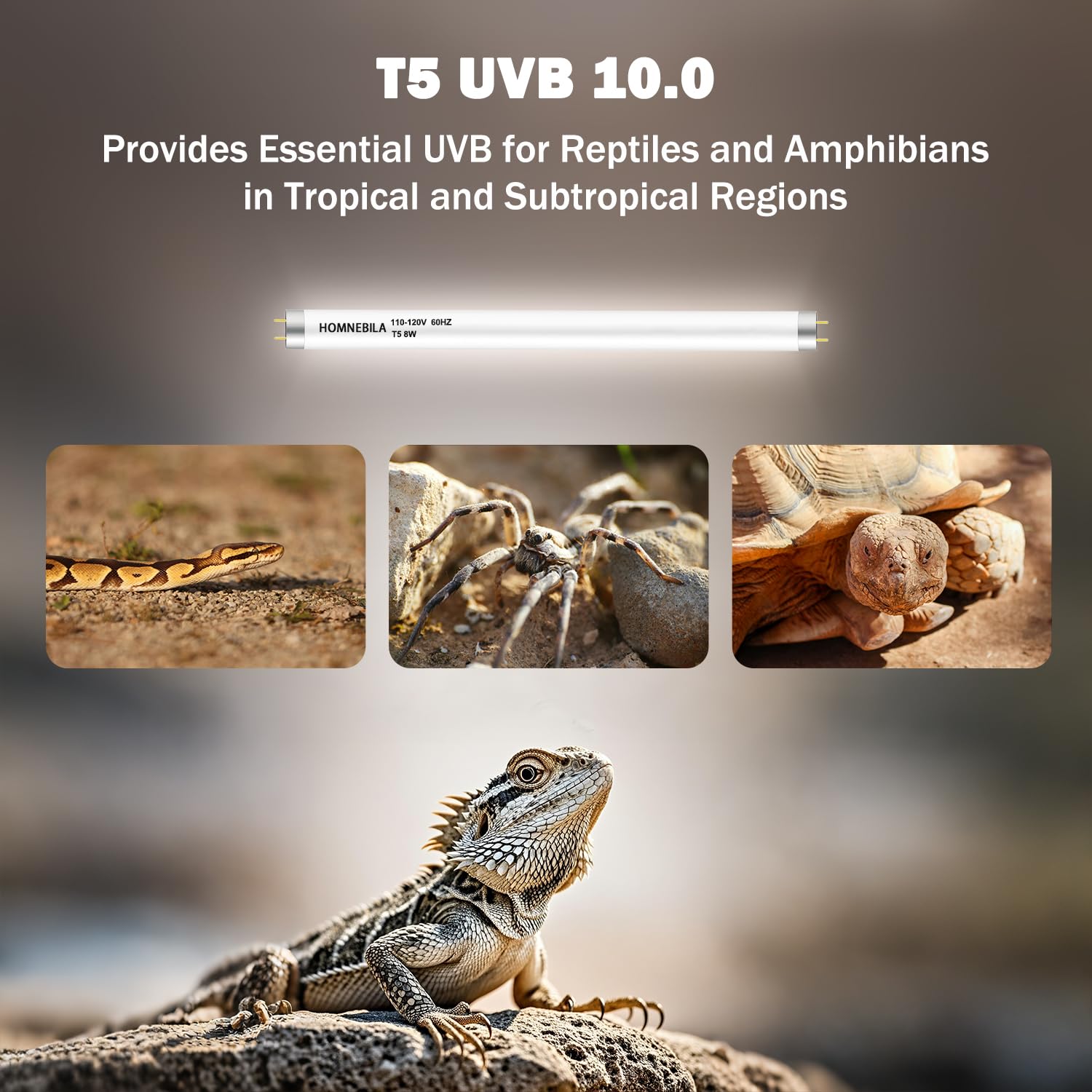 Homnebila UVB light in terrarium setup for desert-dwelling reptiles.