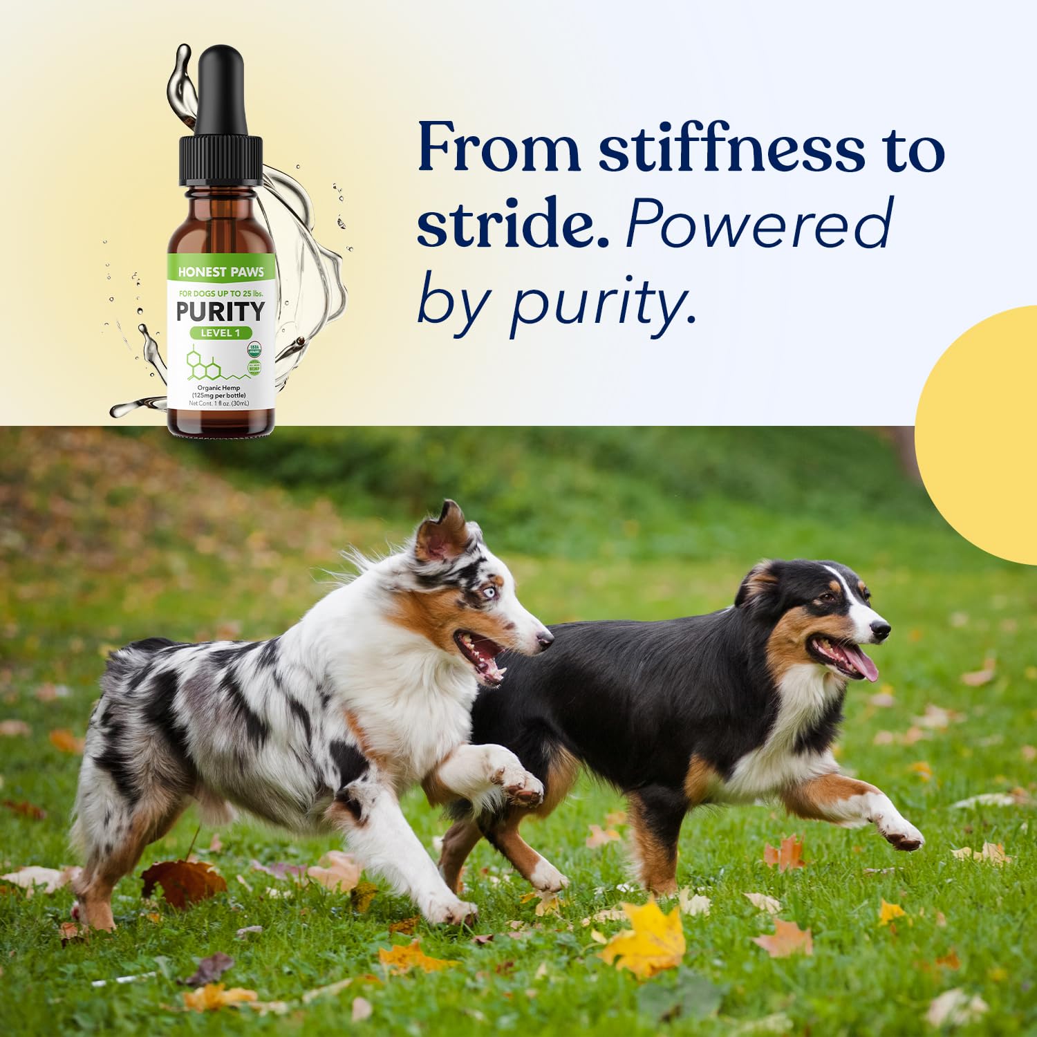 Honest Paws hemp oil on shelf scene demonstrating everyday use with dogs.