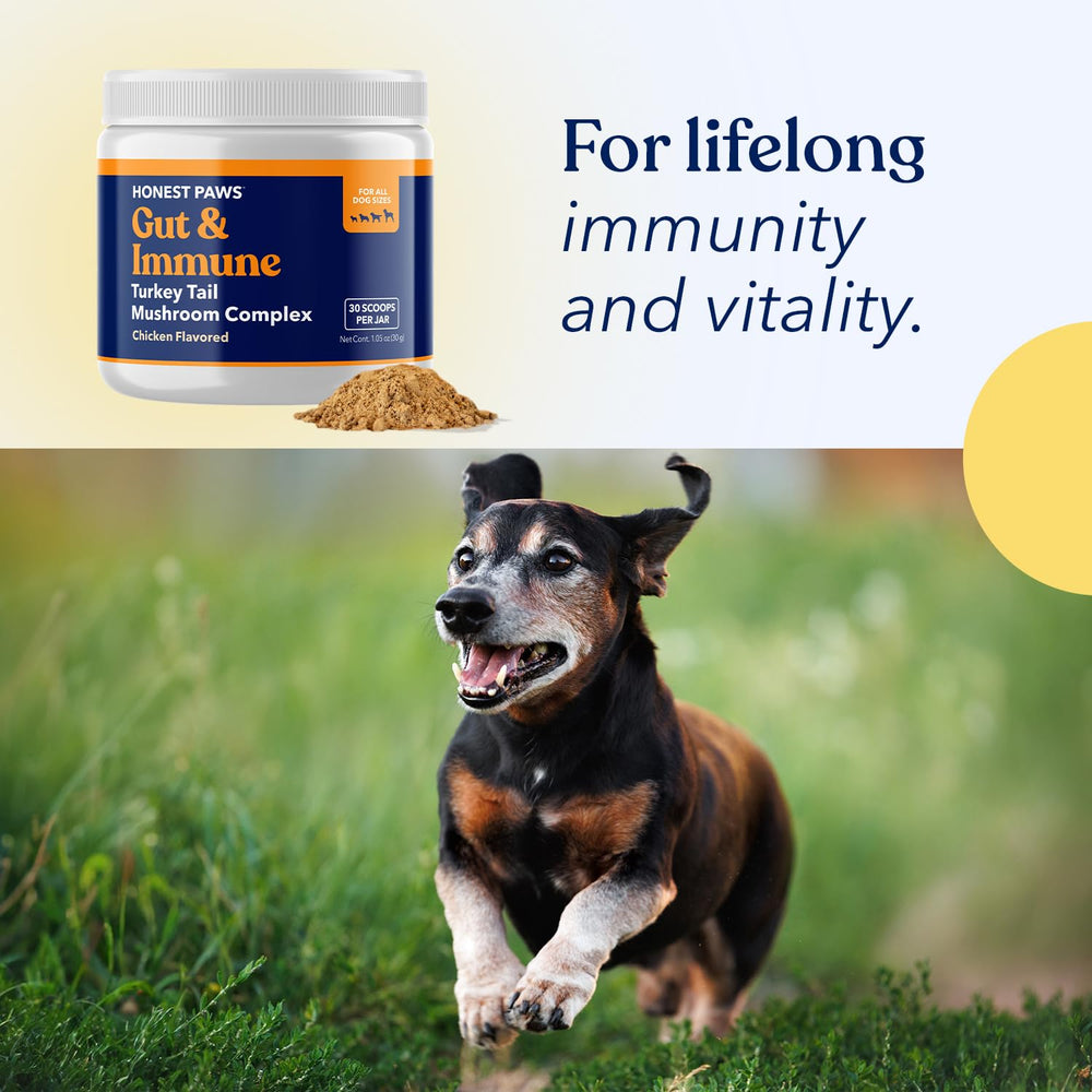 Honest Paws Turkey Tail Mushroom dog meal mix illustrates seamless meal integration