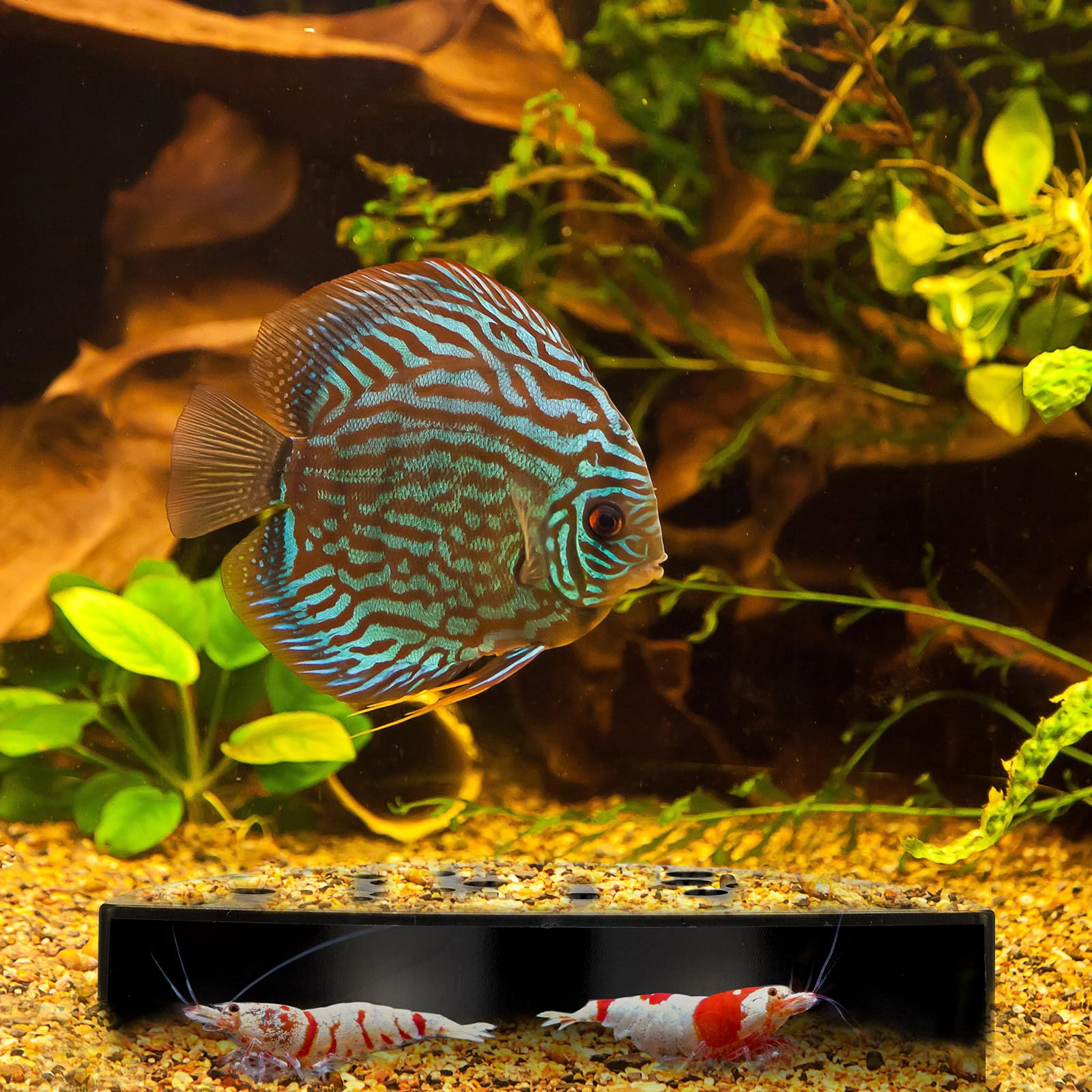 Hoolerry shrimp hides aquarium black shelter provides safe habitat for small aquatic residents.