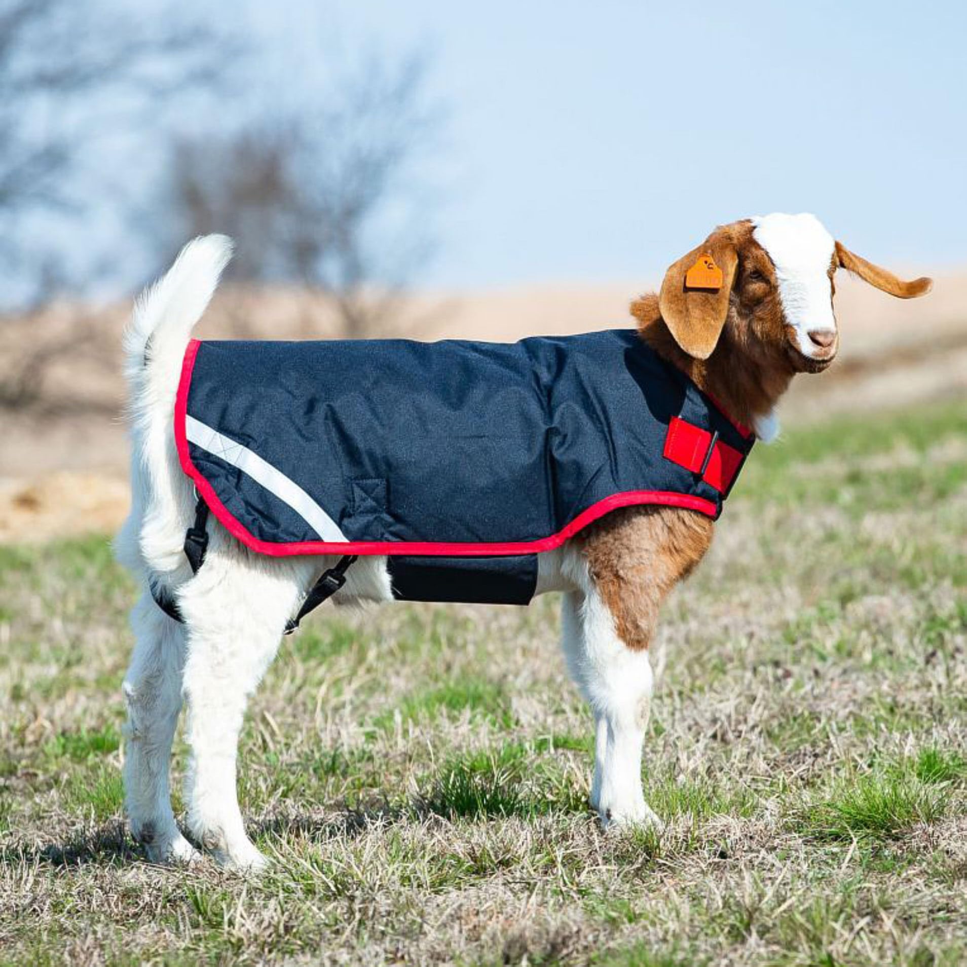 Horseware Goat Coat Excalibur Silver M back view highlighting waterproof fabric.