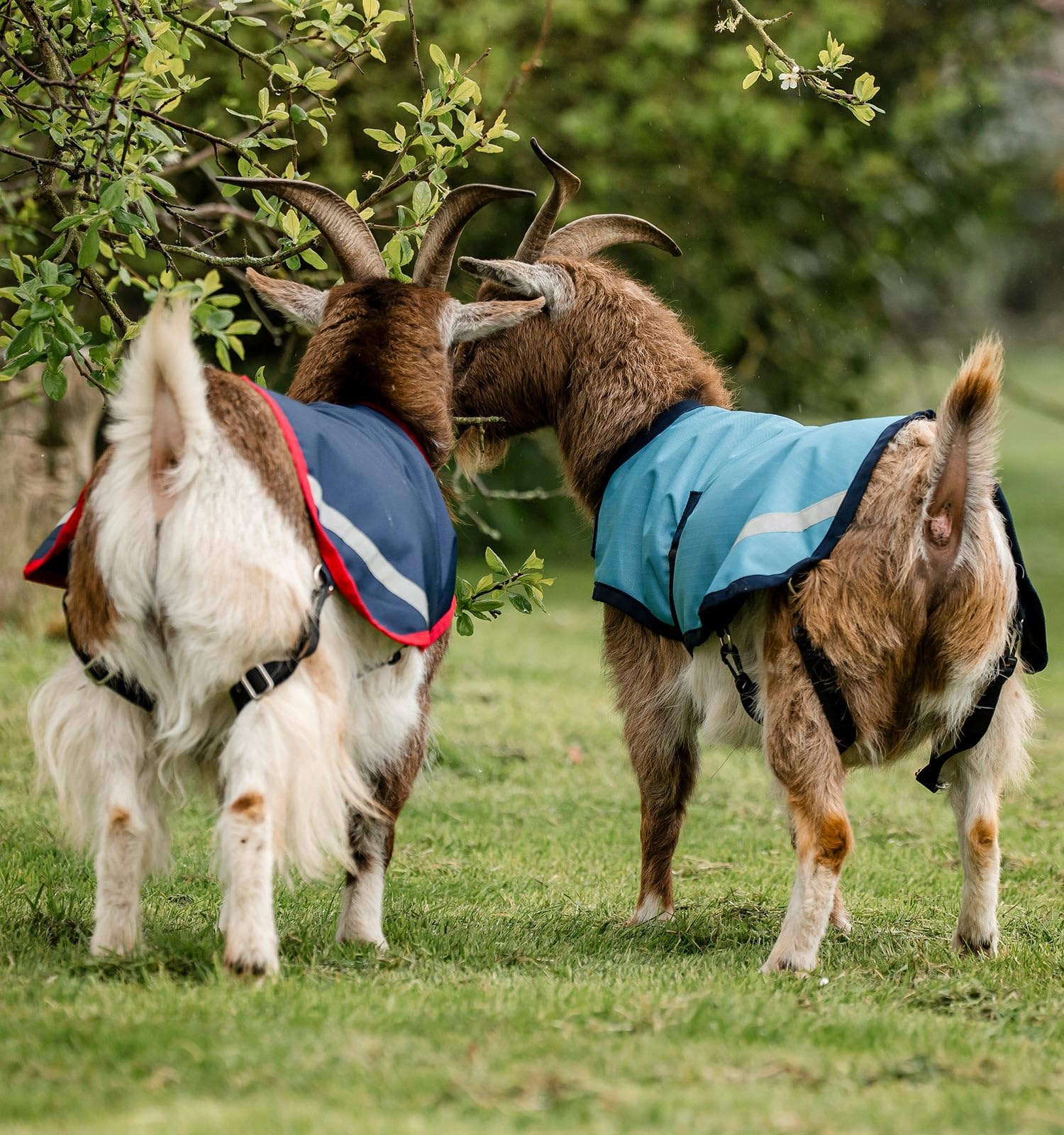 Horseware Goat Coat reflective strips boost visibility in low light