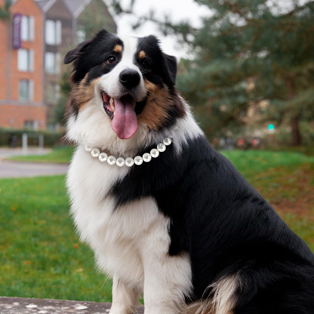 Hosiwei adjustable extension chain enables custom fit for large dogs