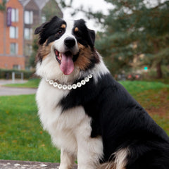 Hosiwei adjustable extension chain enables custom fit for large dogs