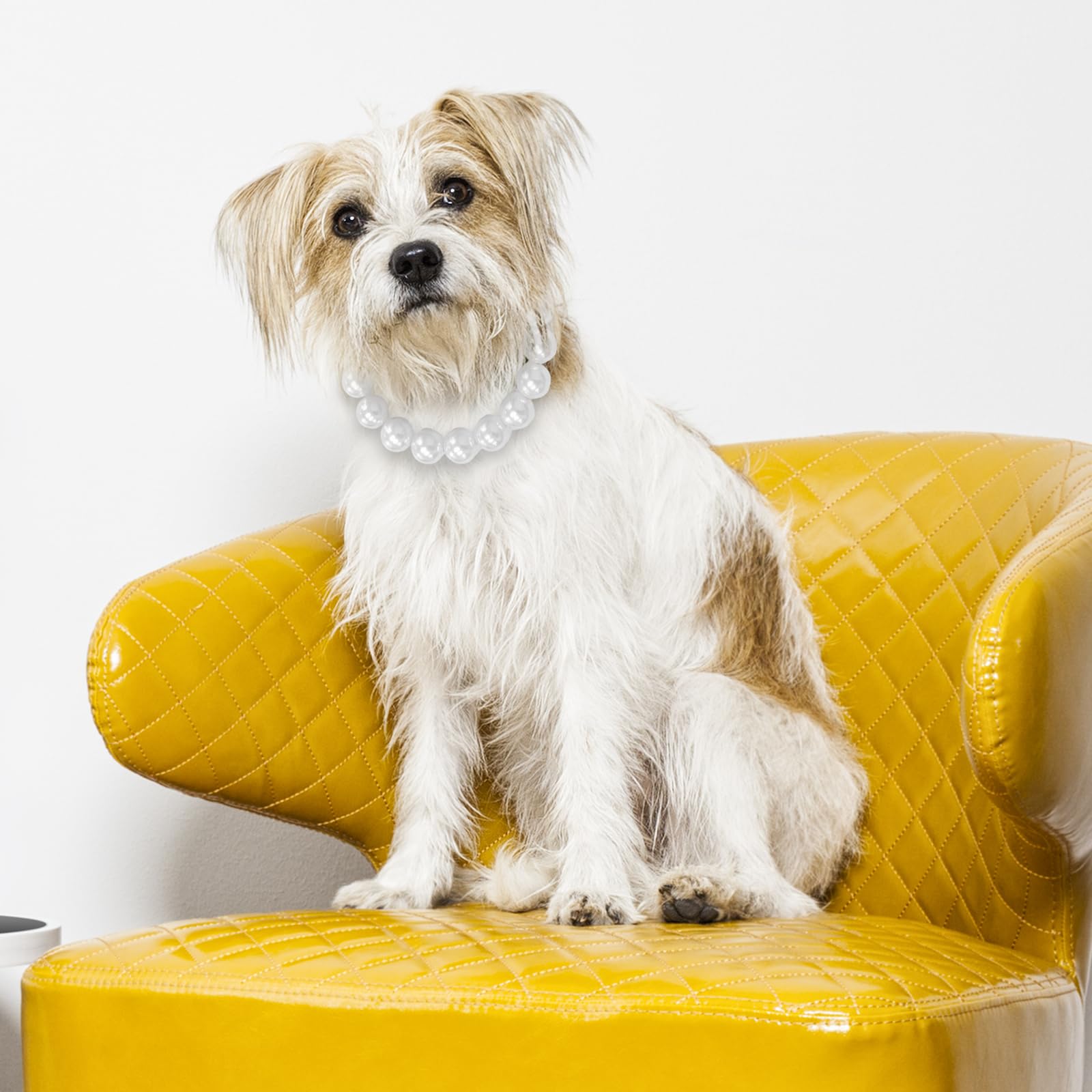 Hosiwei gift-ready dog collar jewellery for stylish pet owners
