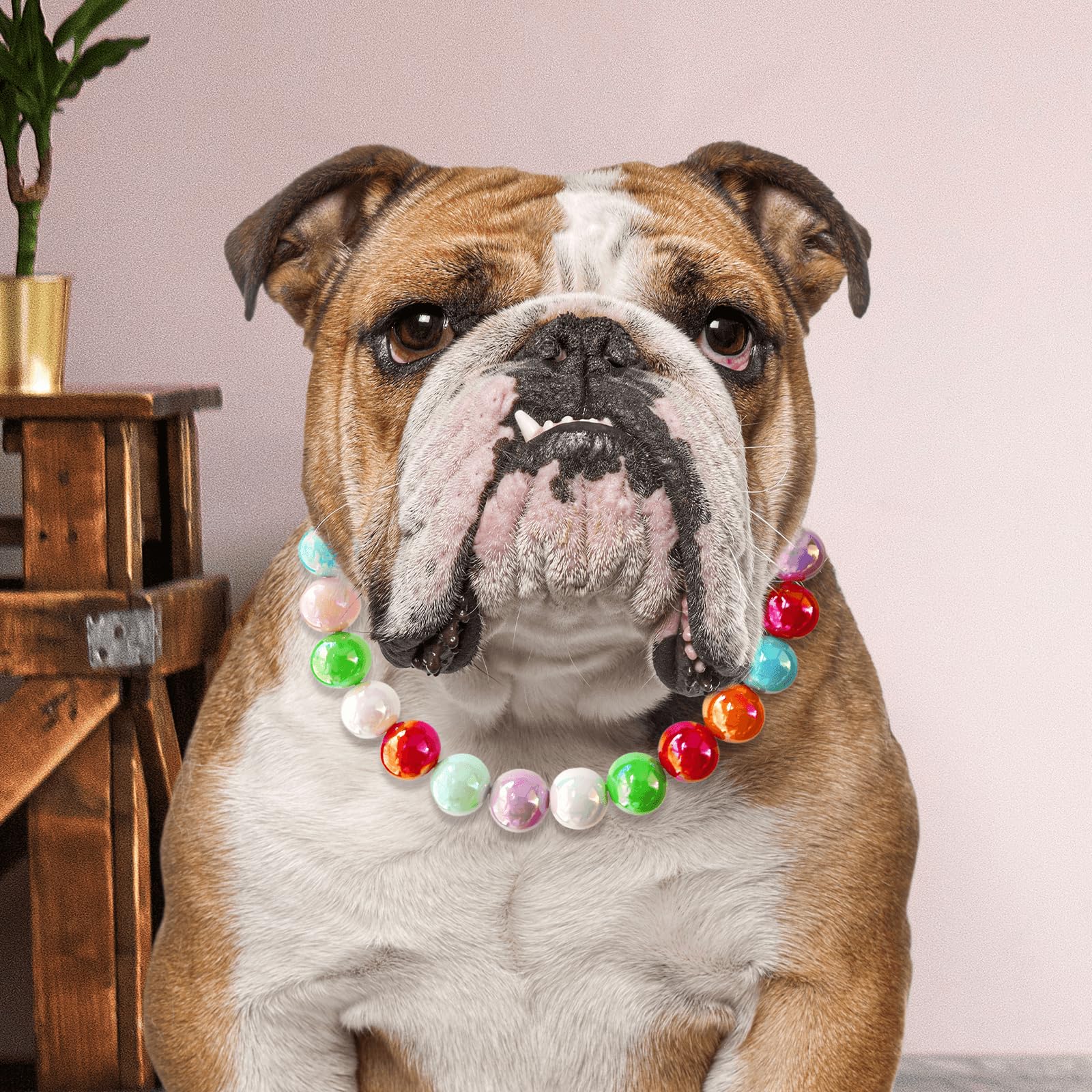 Hosiwei handmade pet jewelry adds glamour to snapshots and daily adventures.