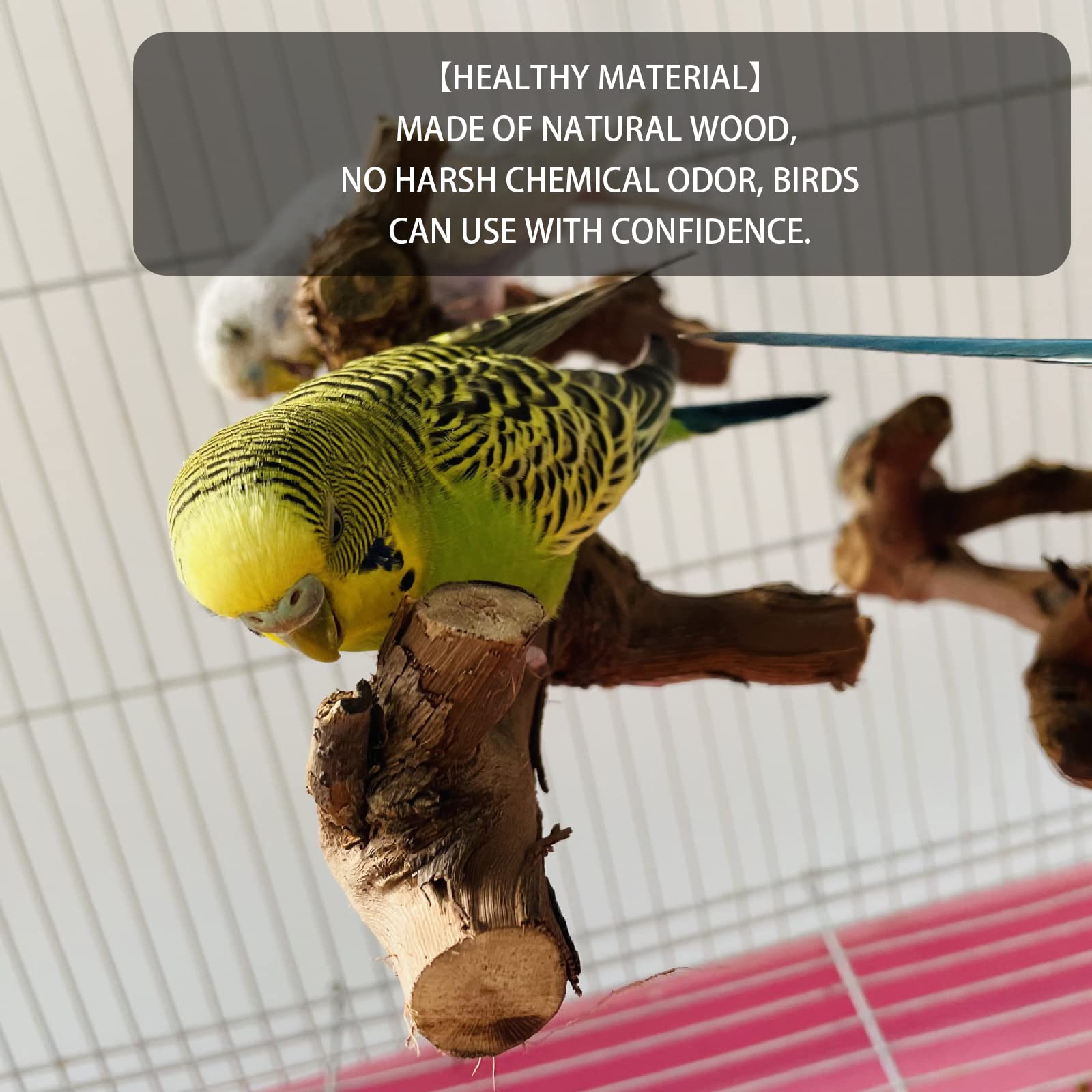 Hosukko bird perch positioned high to simulate natural roosting in cages.