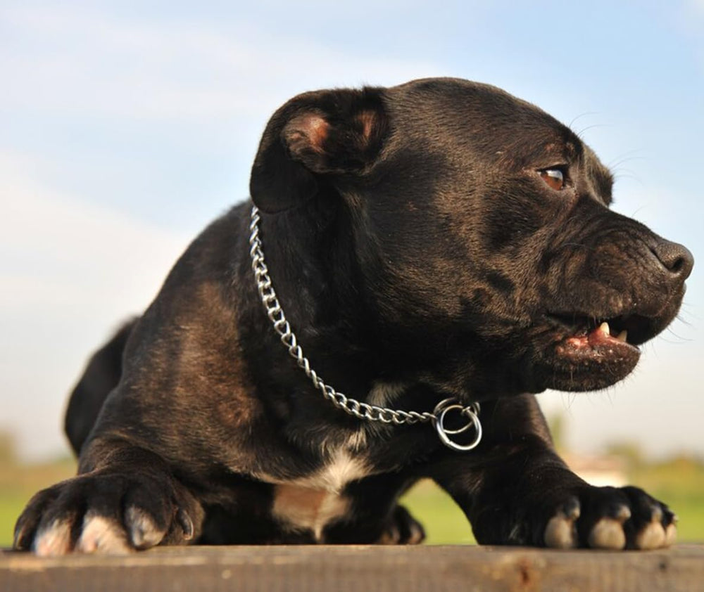 Hotlion choke collar large dog use demonstrates controlled walking in busy areas.