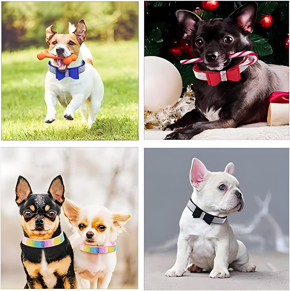 Hotlion small-dog cat-collar wearers showcase secure rhinestones and comfort.