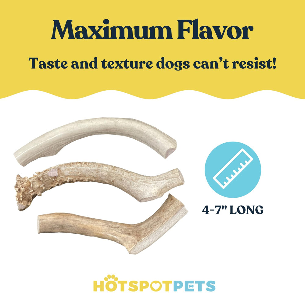 Naturally shed Hotspot Pets antlers hand selected for quality and density