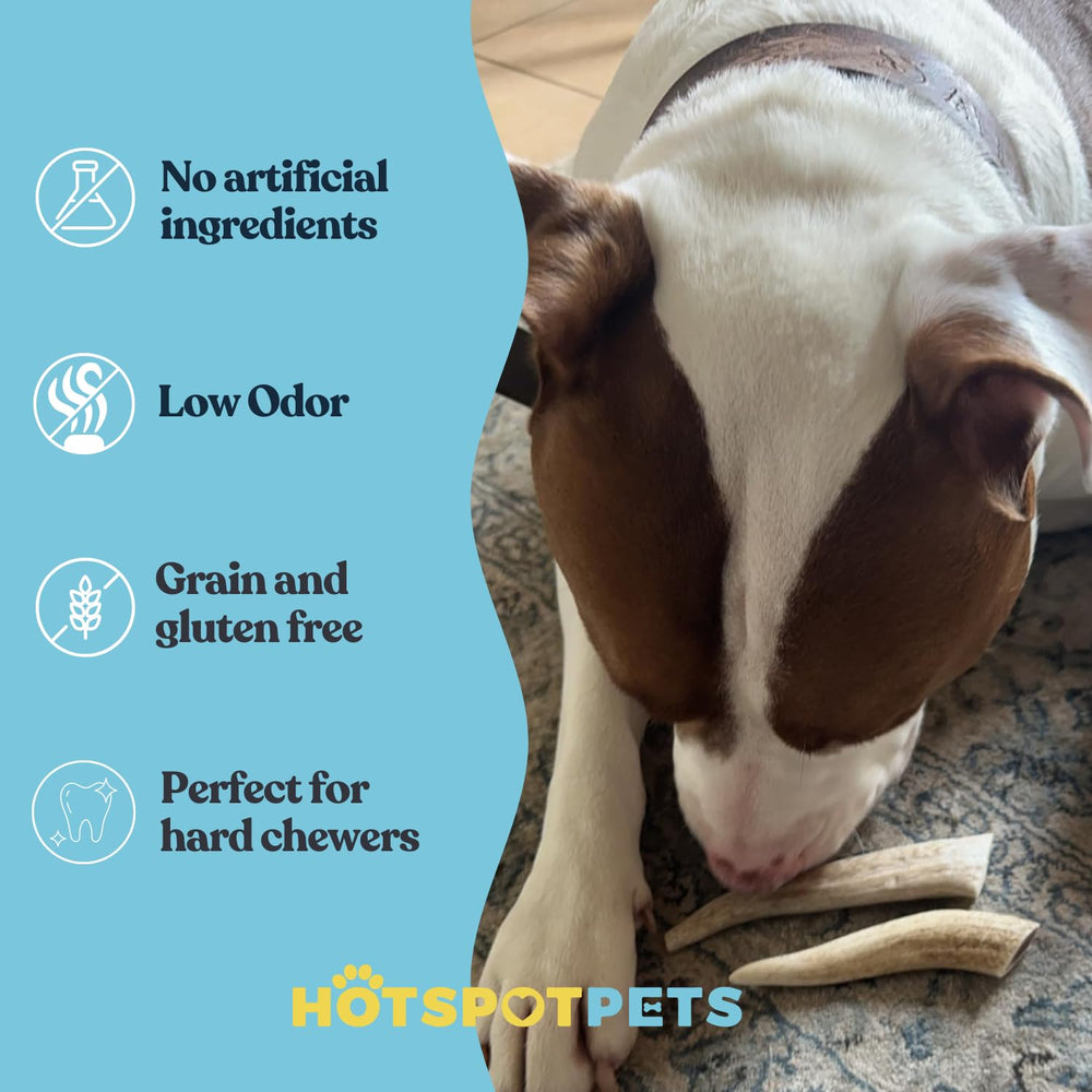 Hotspot Pets preservative-free deer antler chew for a clean, healthy option