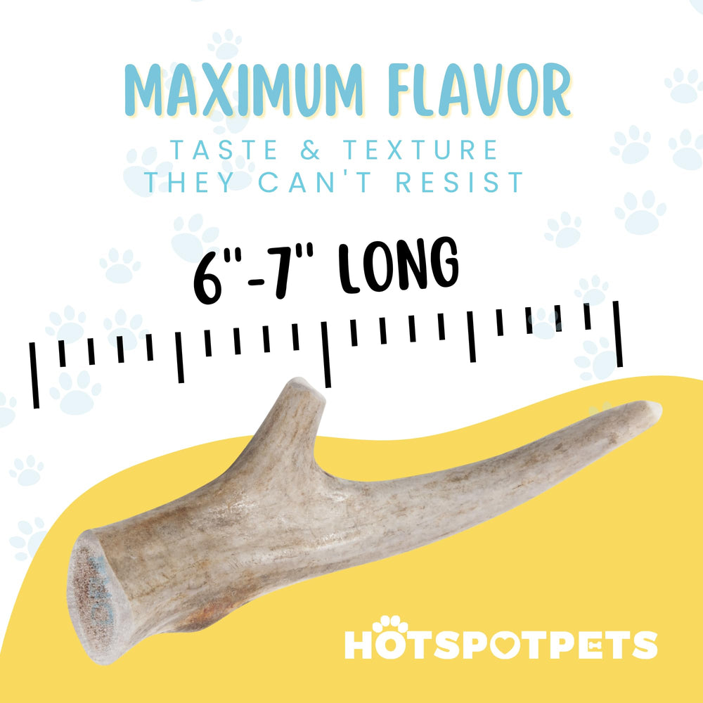Hotspot Pets deer antlers 7in for indoor outdoor use keeps dogs engaged