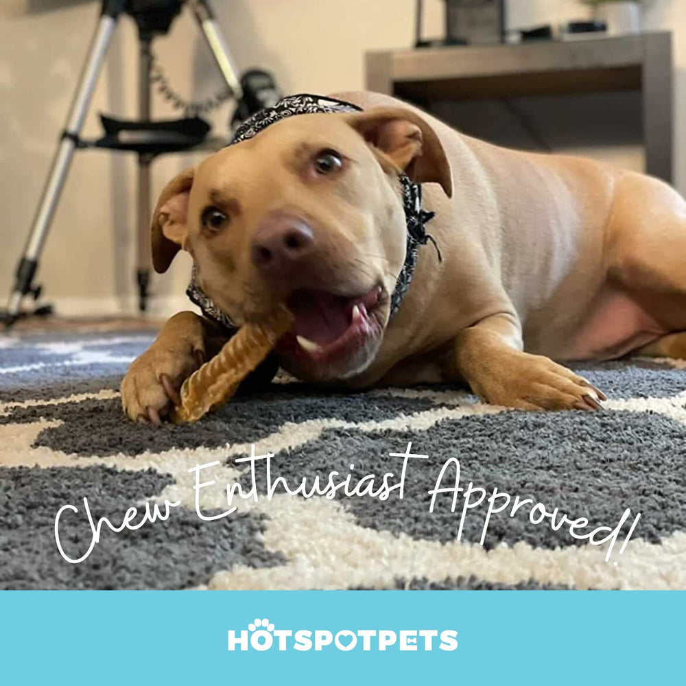 Hotspot Pets dog enjoying a chew showcases real-life use as a satisfying snack