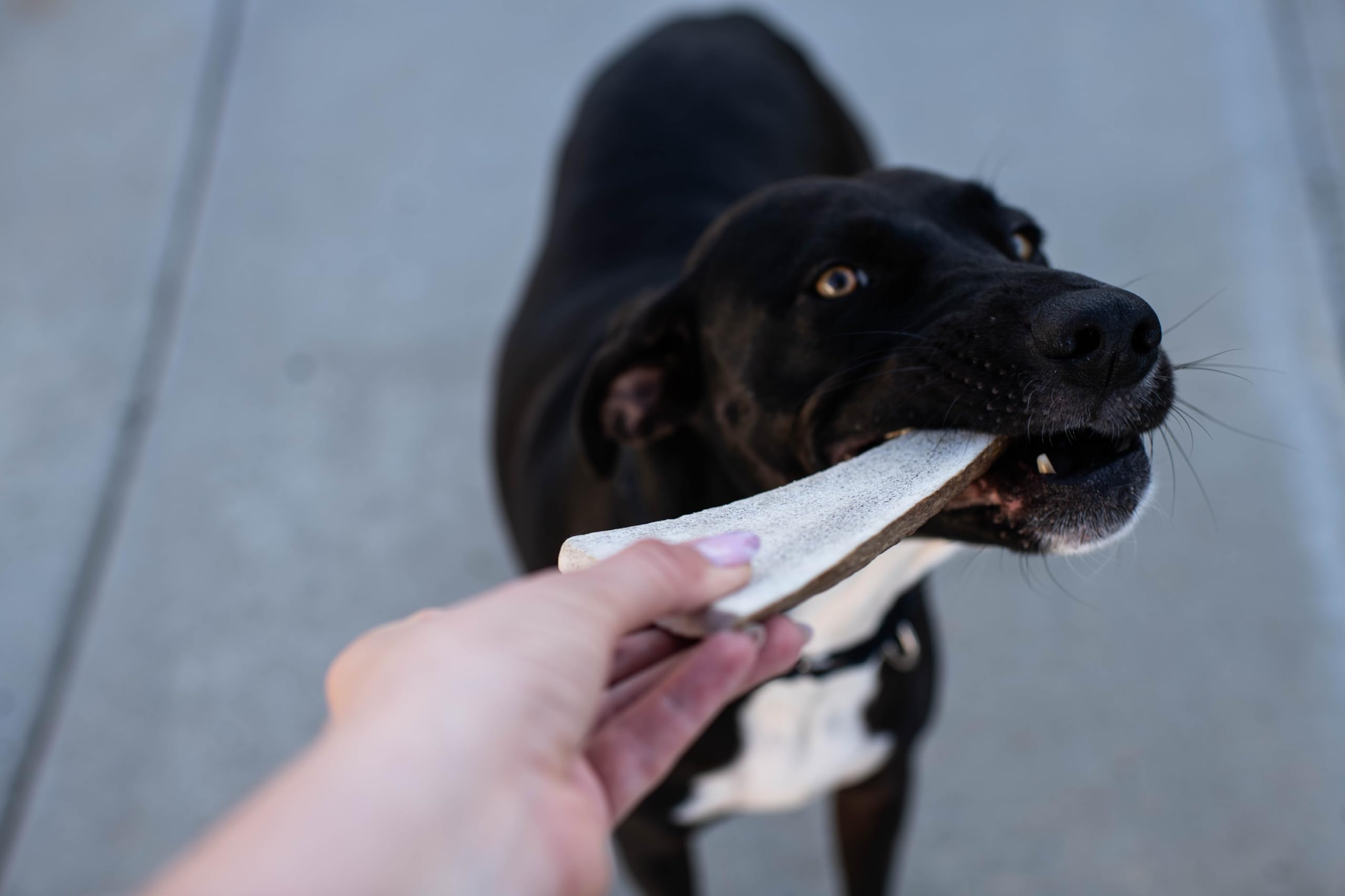 Hotspot Pets indoor-outdoor chew ideal for busy, high-energy dogs