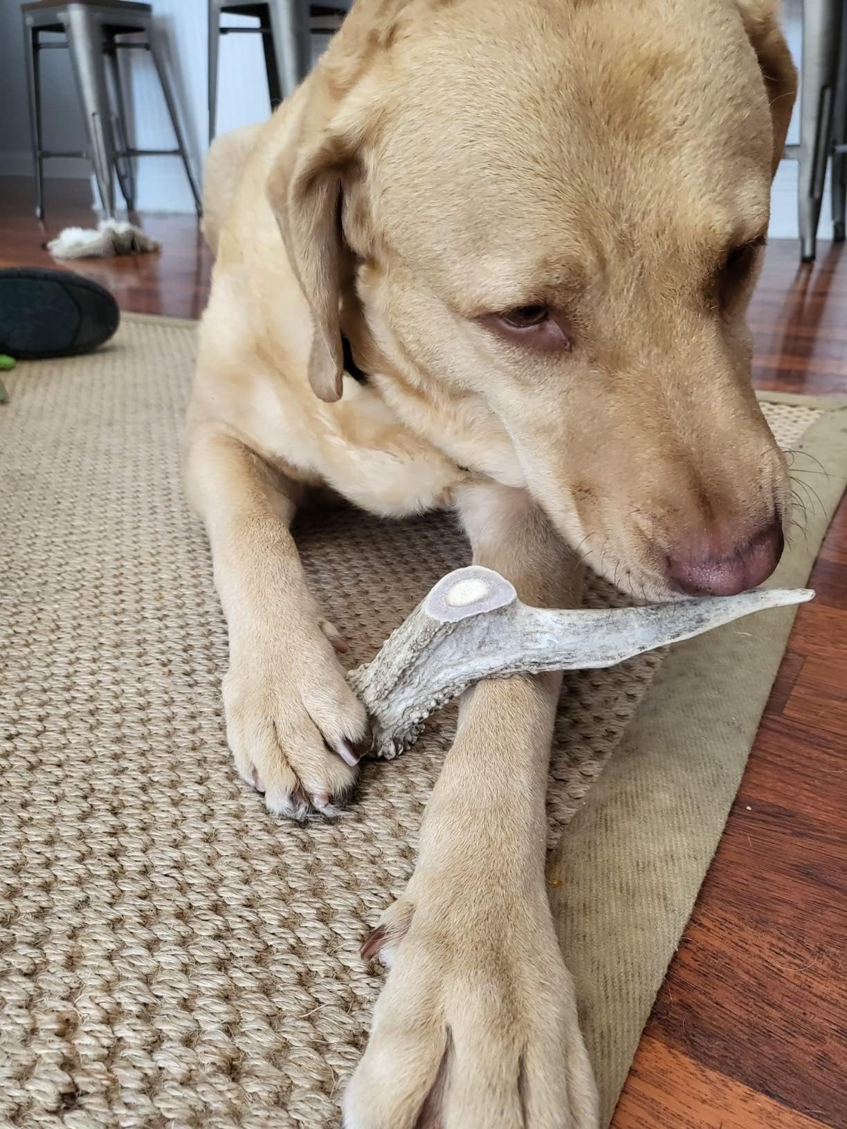 Hotspot Pets preservative-free antlers are a healthy, natural chew option.