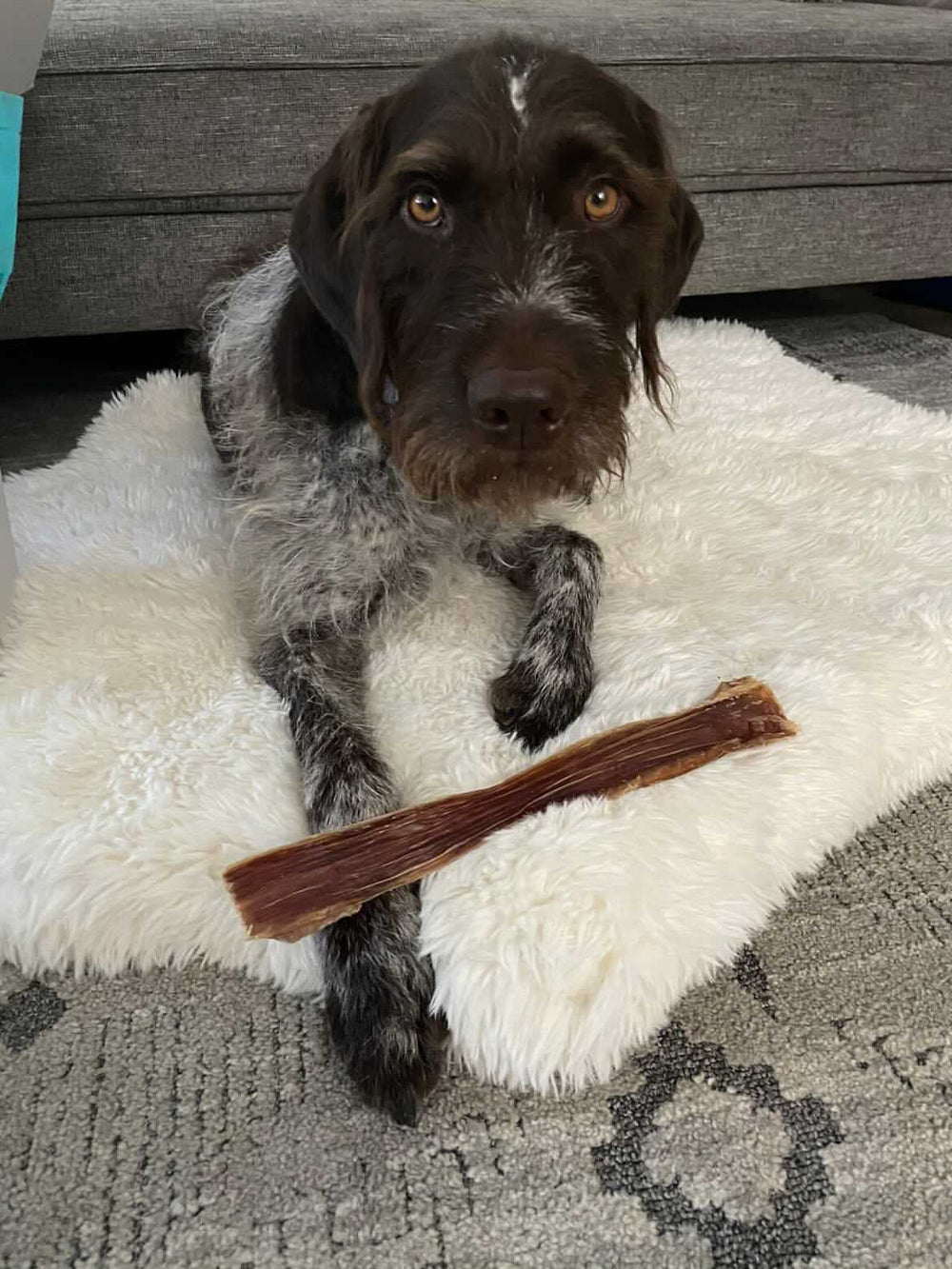 HotSpot Pets grass-fed esophagus treats as tasty all natural rewards