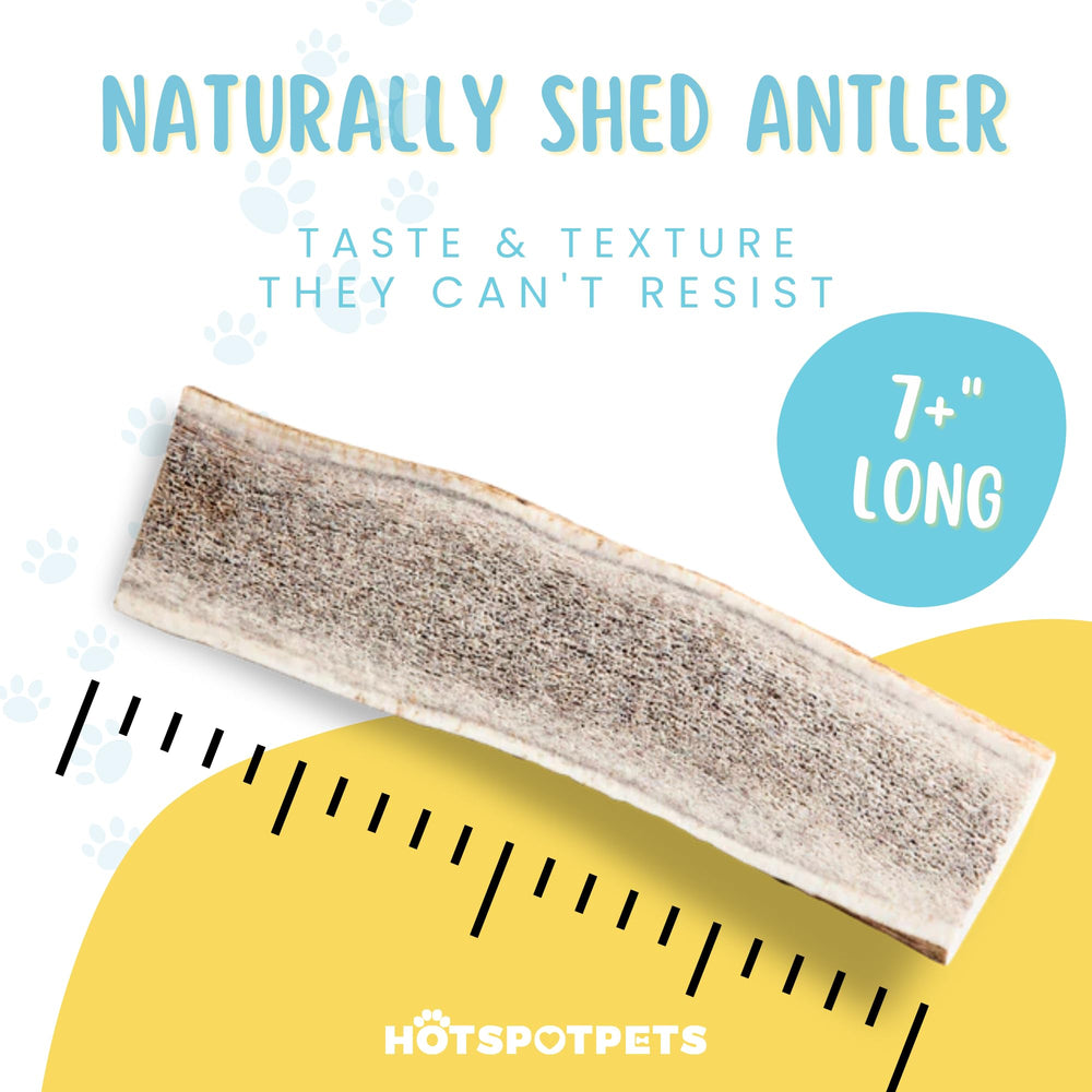 Hotspot Pets USA-sourced elk antler image highlighting responsibly sourced chew