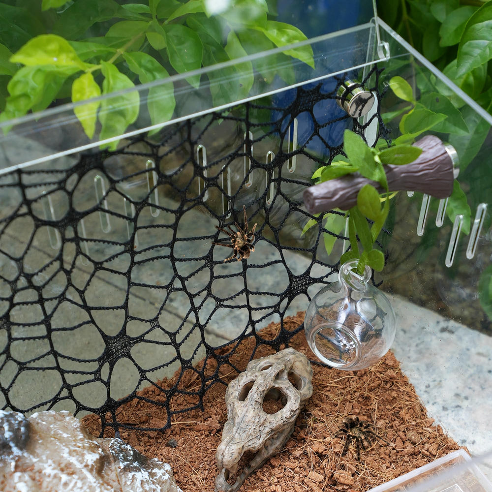 Howaukf jumping spider habitat decor setup highlights versatile display ideas
