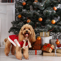 HOWWFALY breathable fleece fabric keeps your pet comfy on cold walks.