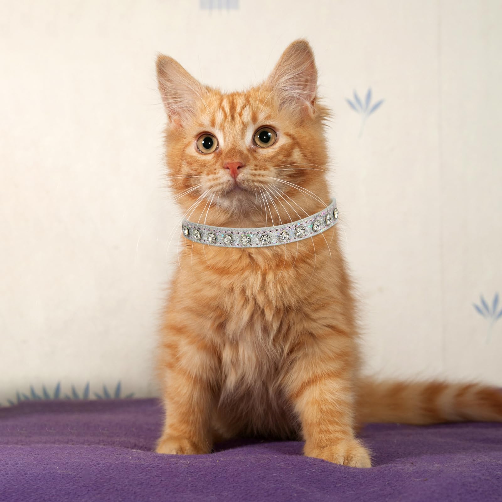 HOWWFALY rhinestones closeup captures the shimmering gems that elevate pet fashion