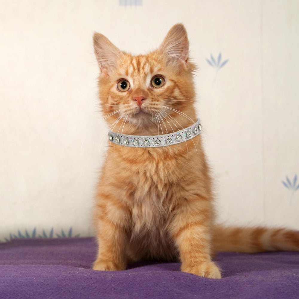 HOWWFALY rhinestones closeup captures the shimmering gems that elevate pet fashion