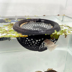 HOZOE aquarium floating Betta Cave black side view shows secure hiding spot for tiny fish.