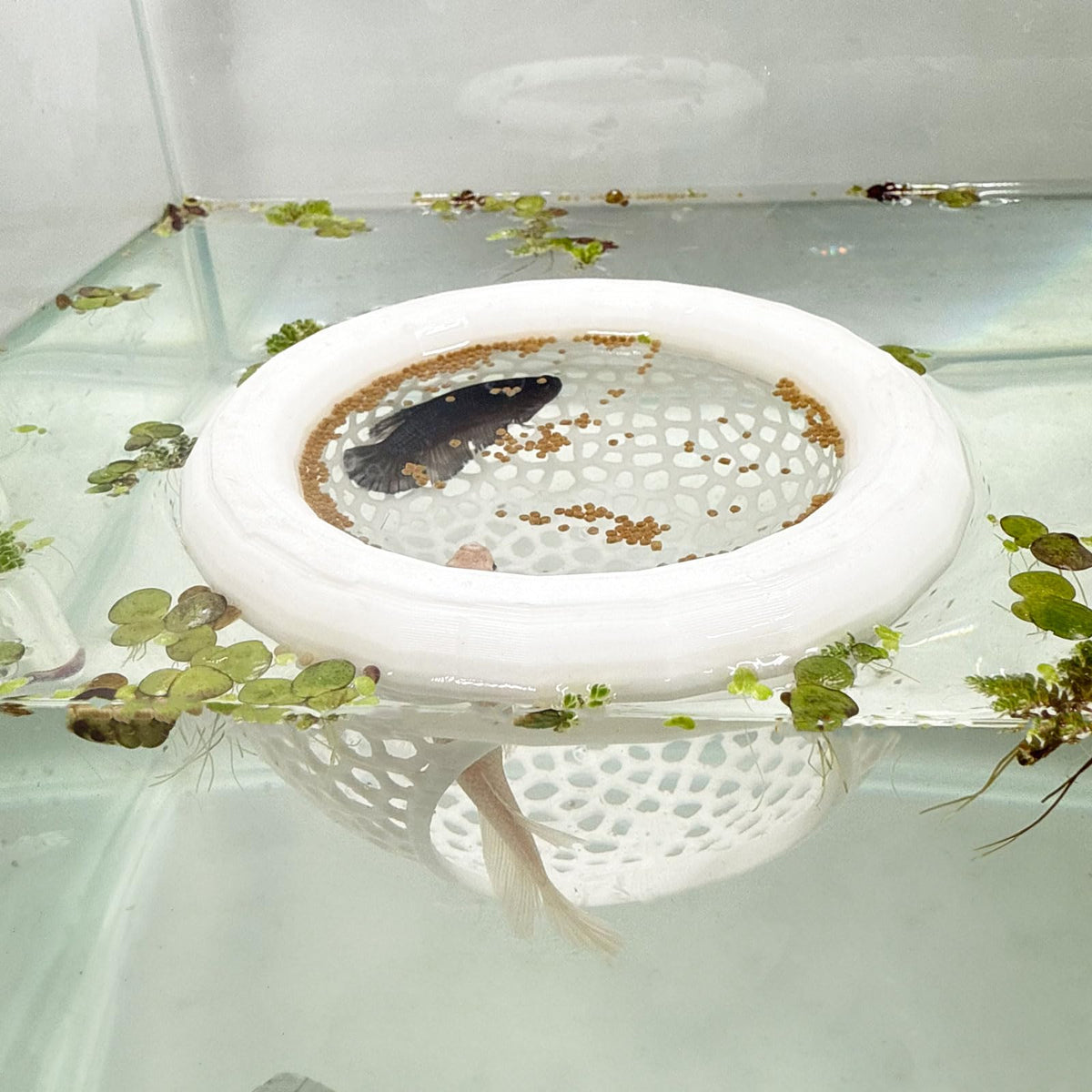 HOZOE aquarium floating Betta cave white front view shows a calming hiding spot