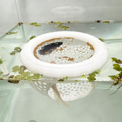 HOZOE aquarium floating Betta cave white front view shows a calming hiding spot