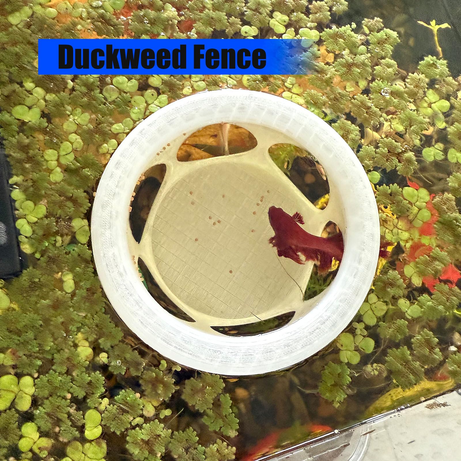 HOZOe floating betta hideaway with built-in feeder in use
