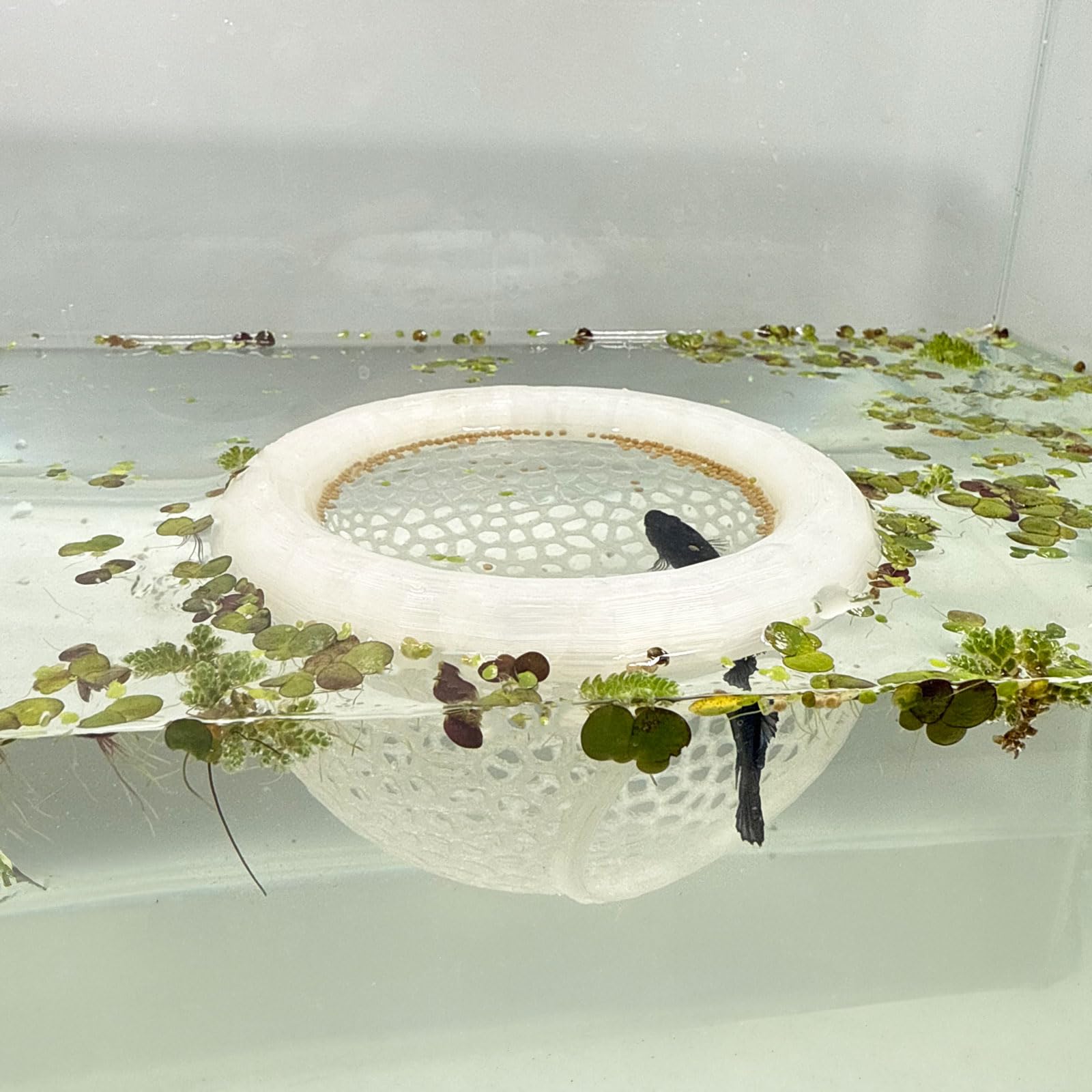 HOZOE floating cave in translucent color provides a safe hiding spot for Betta and shrimp