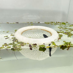 HOZOE floating cave in translucent color provides a safe hiding spot for Betta and shrimp