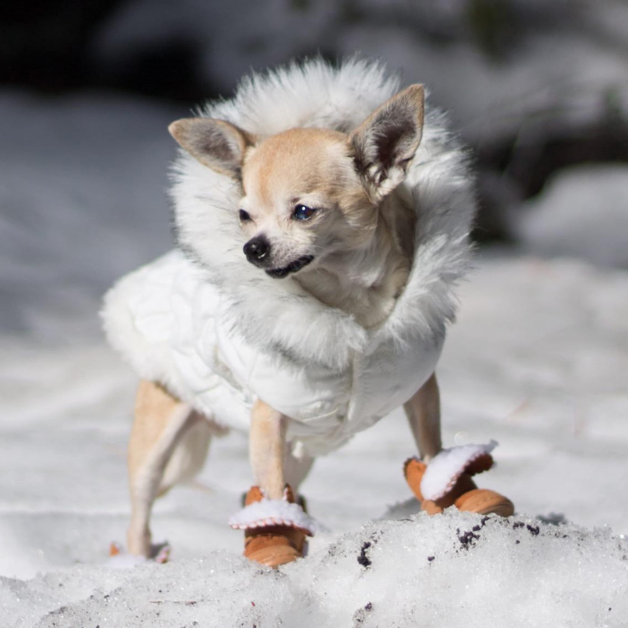 HPWFHPLF dog boots small dogs winter use brown size1 for tiny breeds