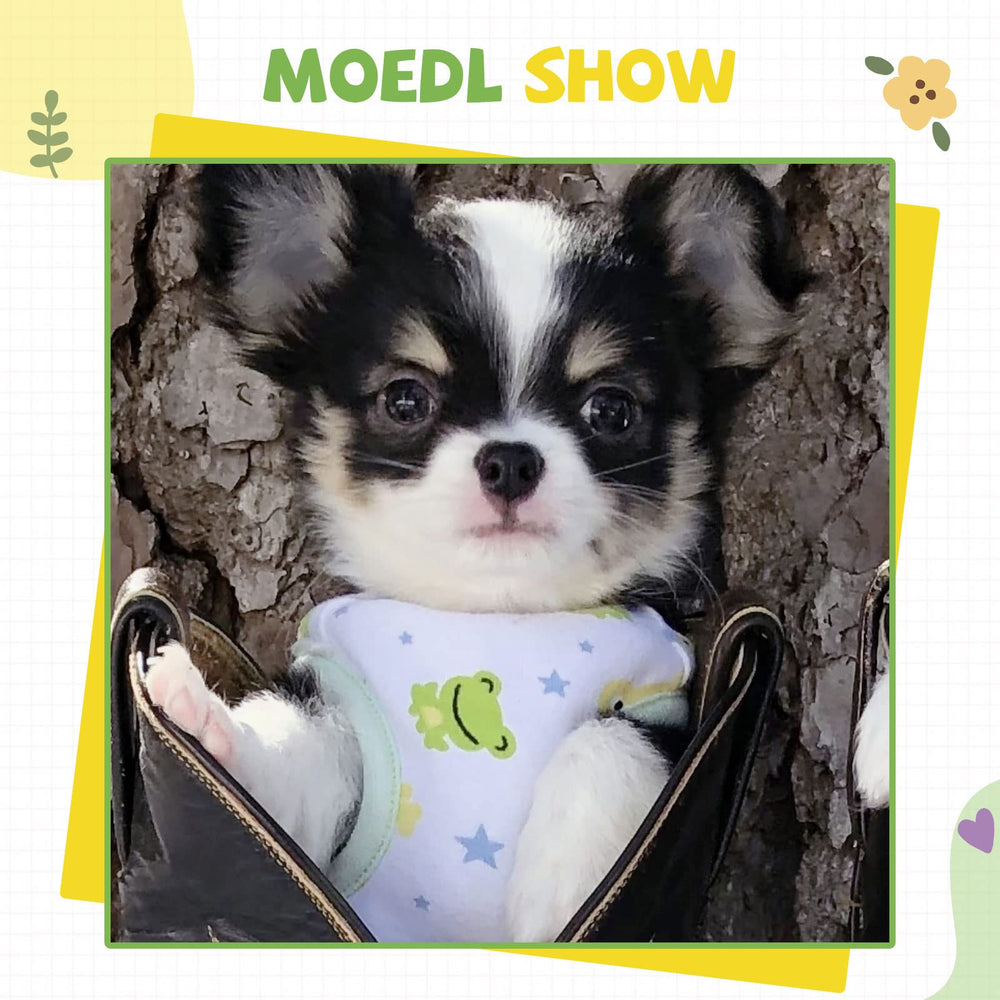 HRTTSY small dog shirt cartoon detail boosts pet charm.