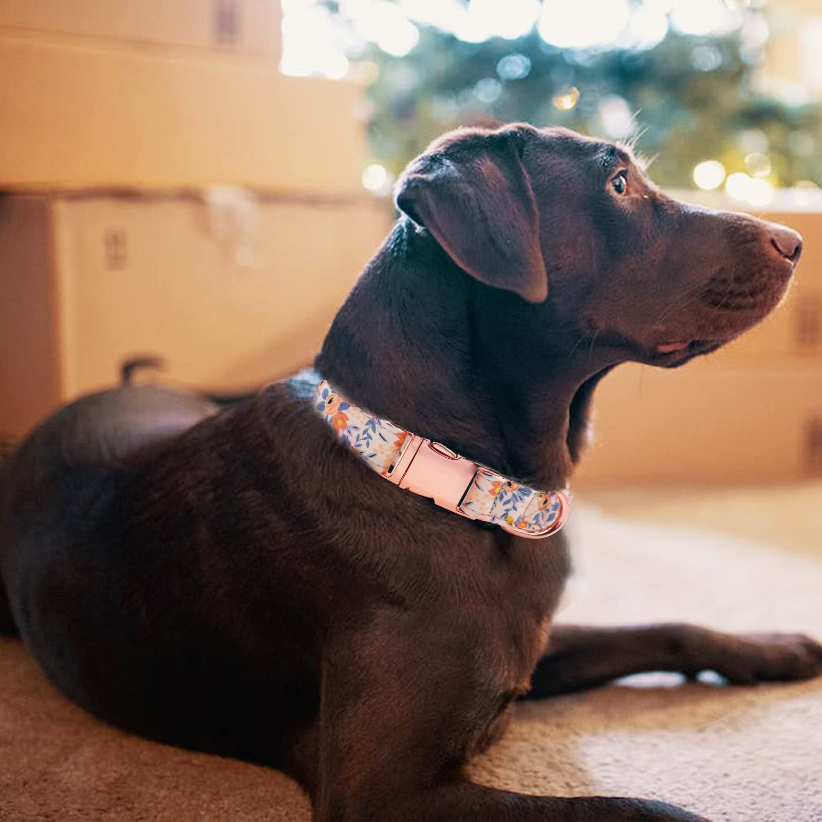 HSIGIO adjustable collar fits XS to XXL breeds for versatile use.