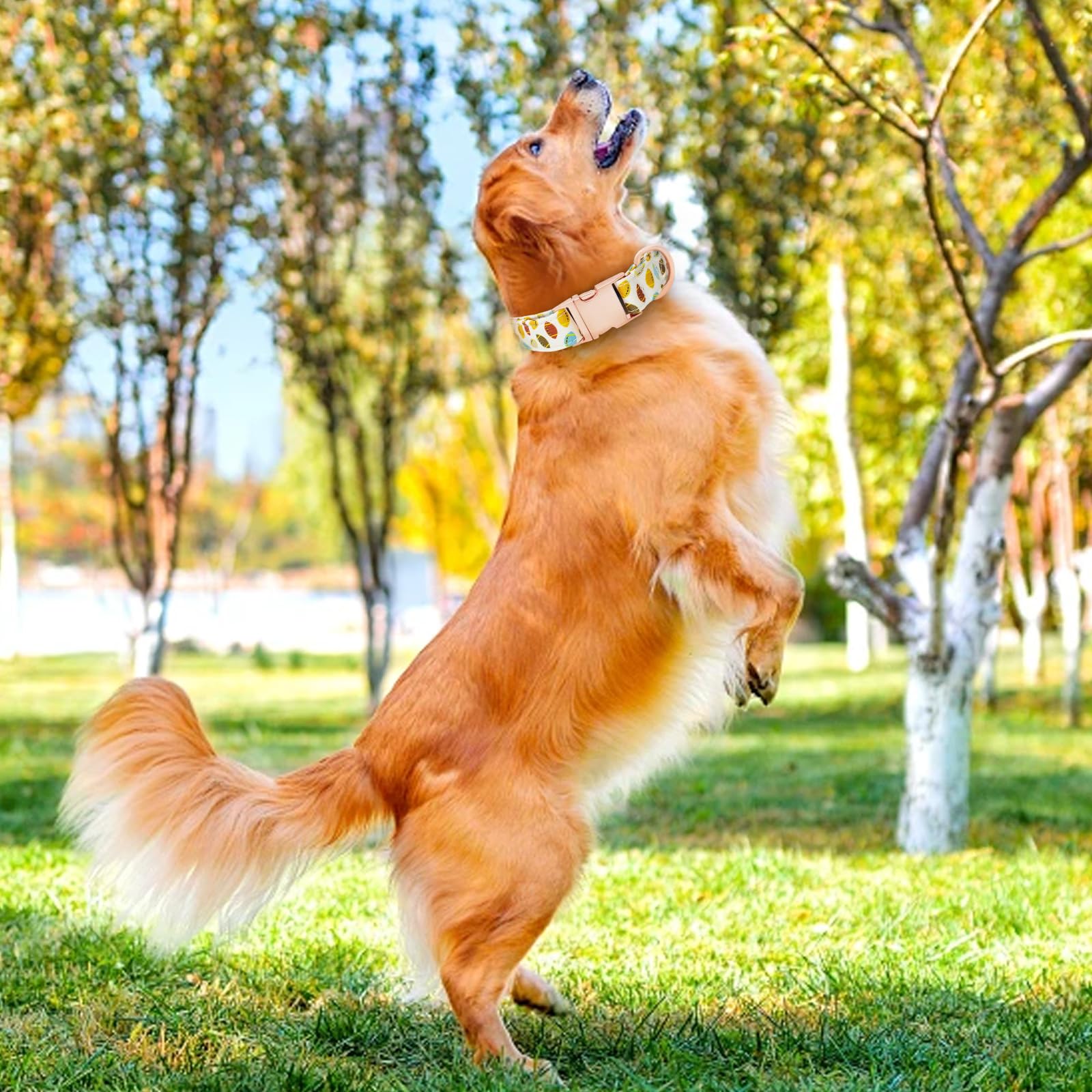 HSIGIO sturdy D-ring and metal buckle ensure reliable leash attachment.