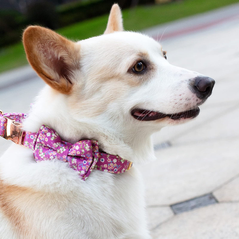 HSIGIO adjustable-fit collar in purple ensures snug, flexible sizing