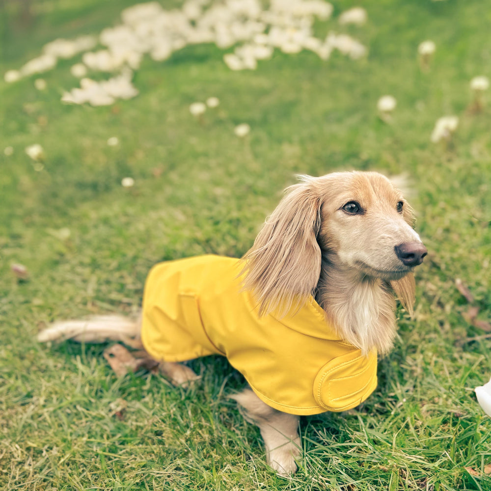 Hudson Hound dachshund raincoat back-length view emphasizes extended protection.